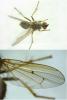 Scathophaga stercoraria